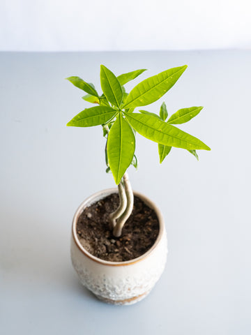 【一点もの】パキラ まがり Table-M #10