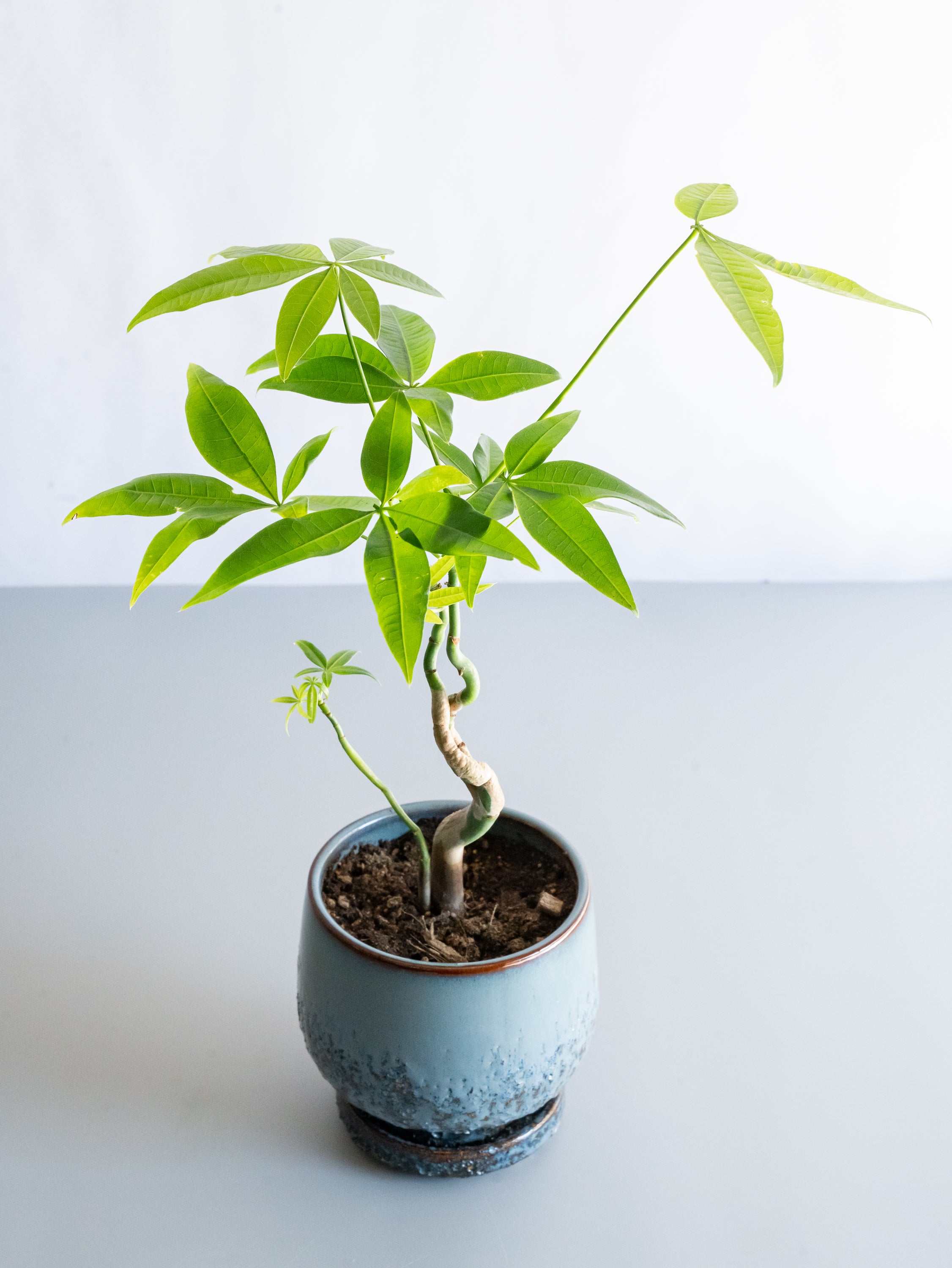 【一点もの】パキラ まがり Table-M #12