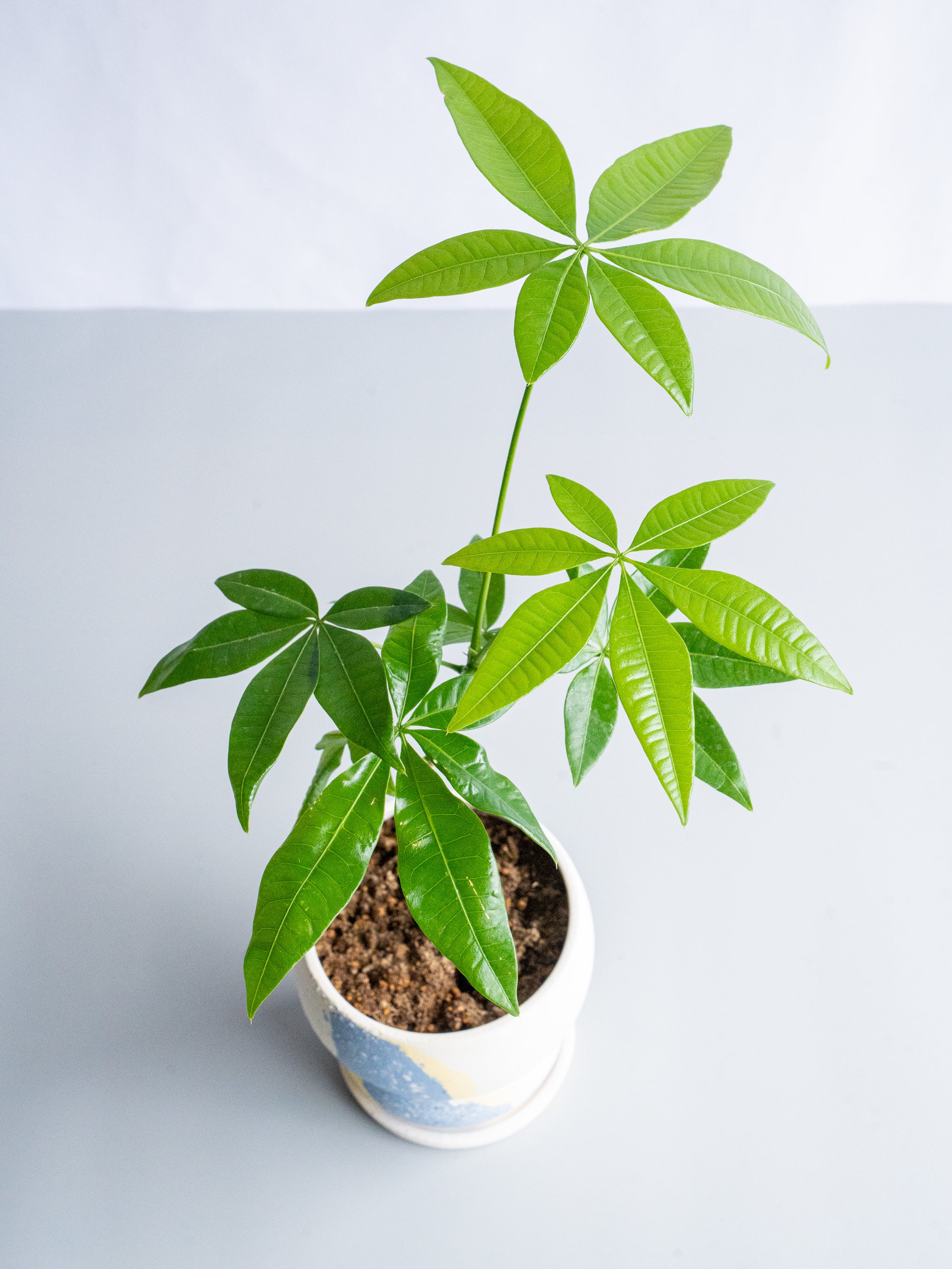 【一点もの】パキラ まがり Table-M #8