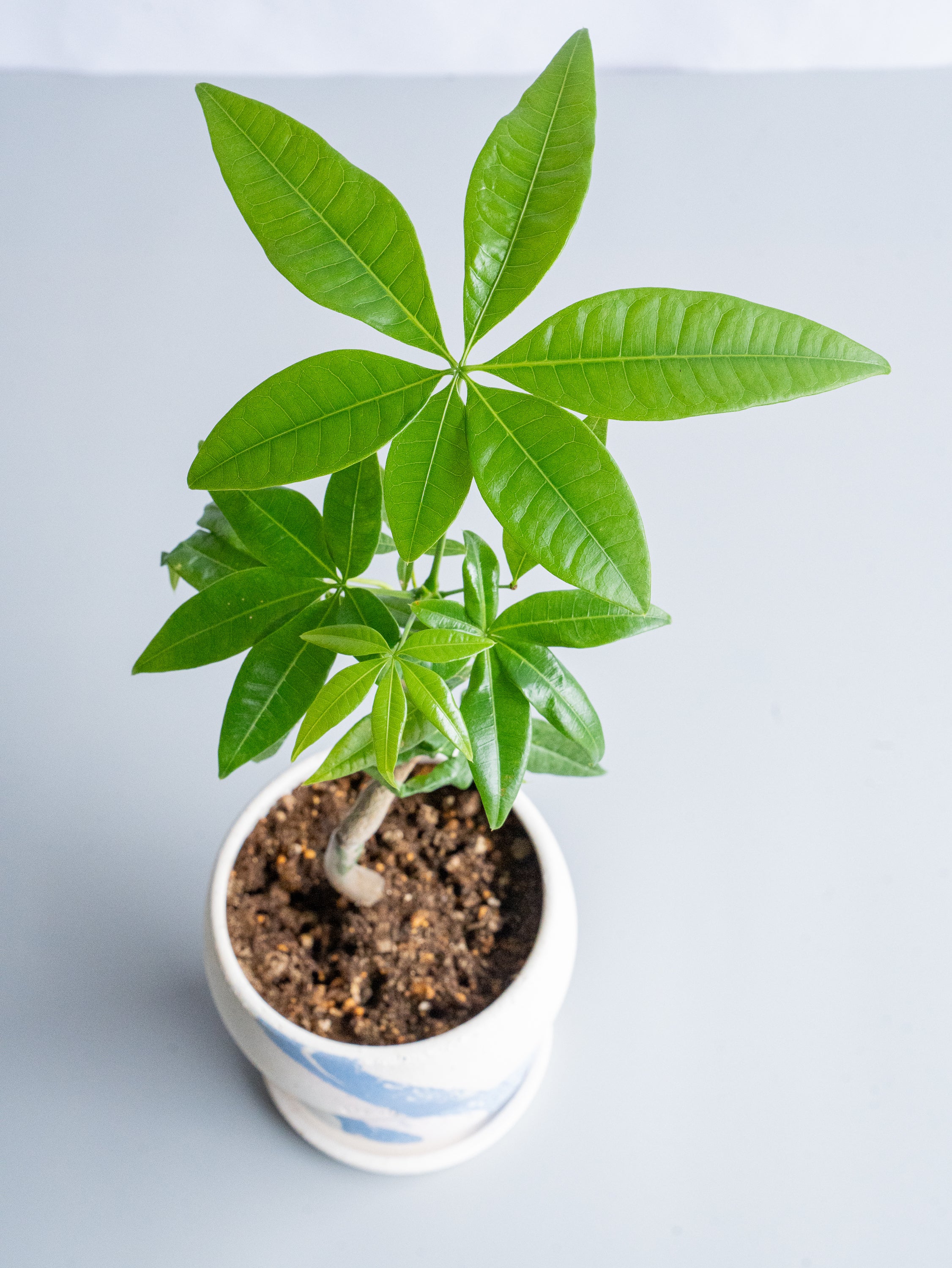 【一点もの】パキラ まがり Table-M #7