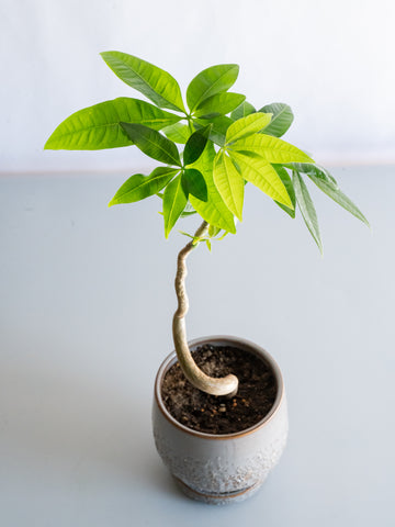 【一点もの】パキラ まがり Table-M #11