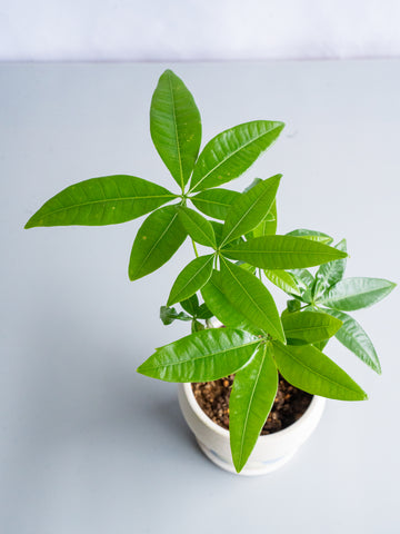 【一点もの】パキラ まがり Table-M #9