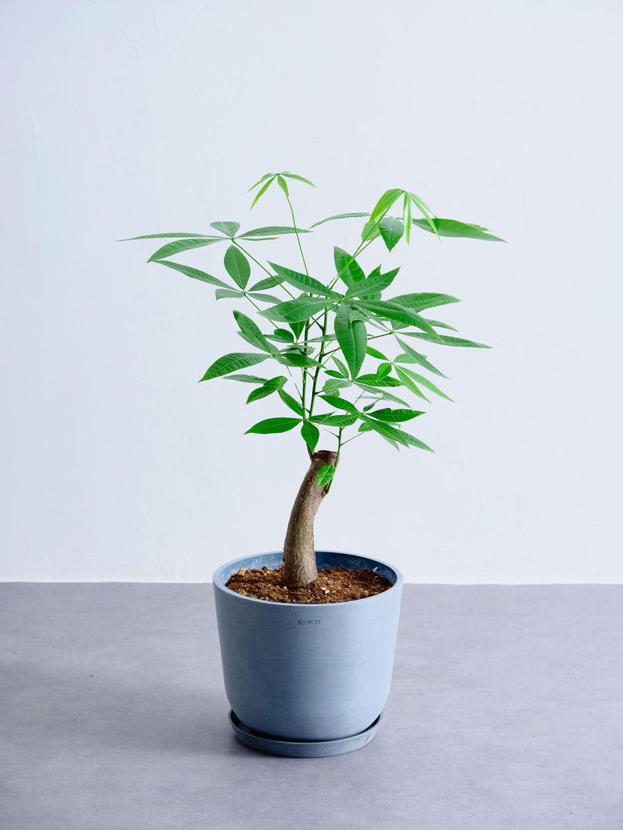 パキラ 8号 | 観葉植物の通販 AND PLANTS (アンドプランツ)