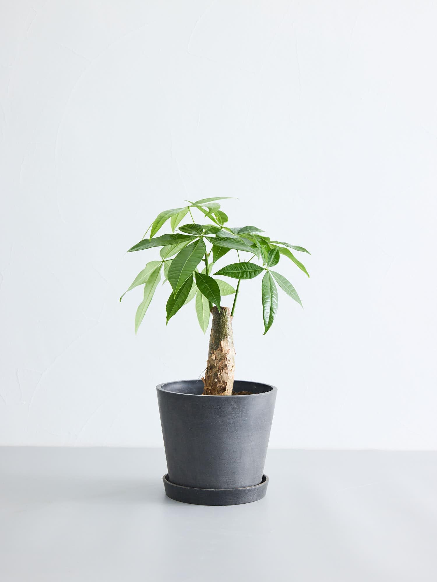 観葉植物 パキラ パキラ S | 観葉植物の通販 AND PLANTS (アンドプランツ)