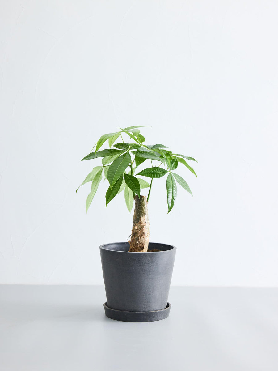 パキラ 6号 | 観葉植物の通販 AND PLANTS (アンドプランツ)