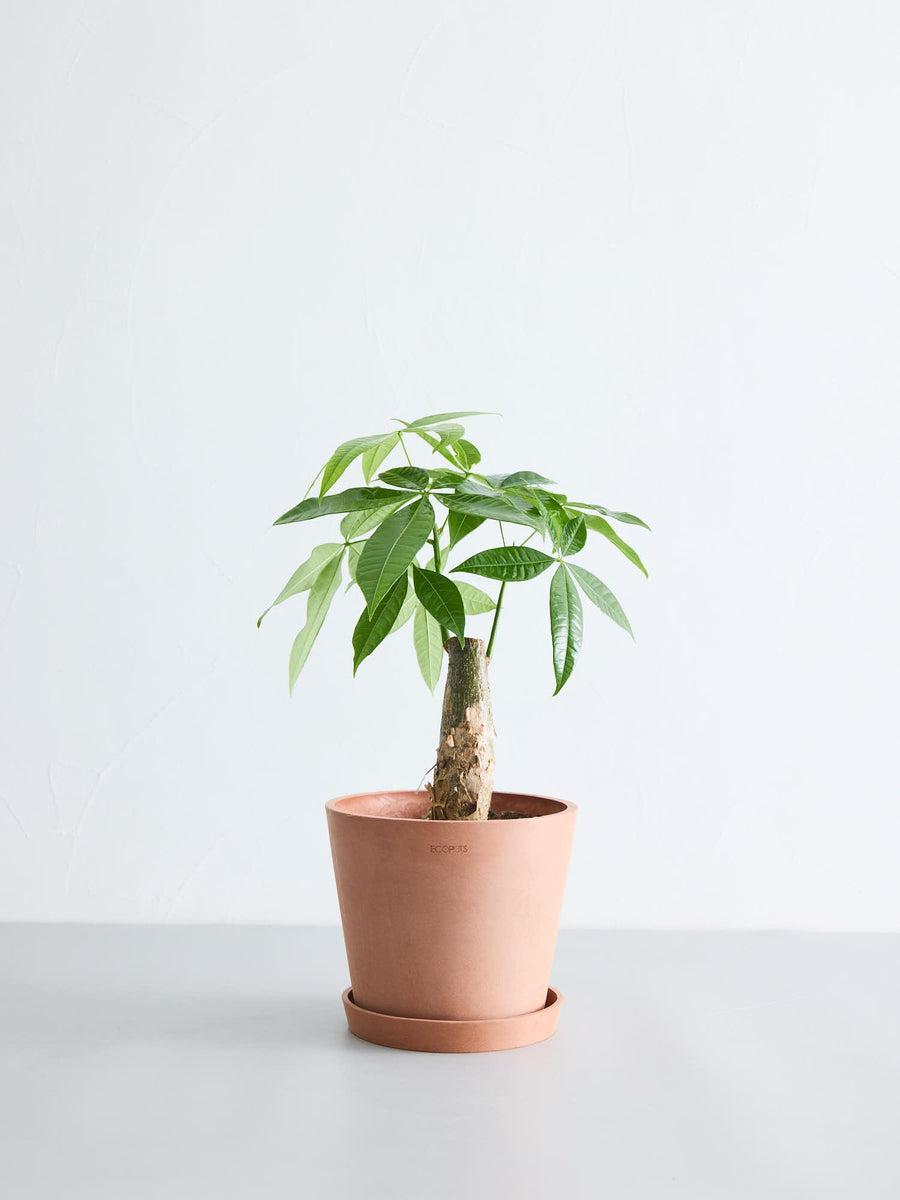 パキラ 6号 | 観葉植物の通販 AND PLANTS (アンドプランツ)