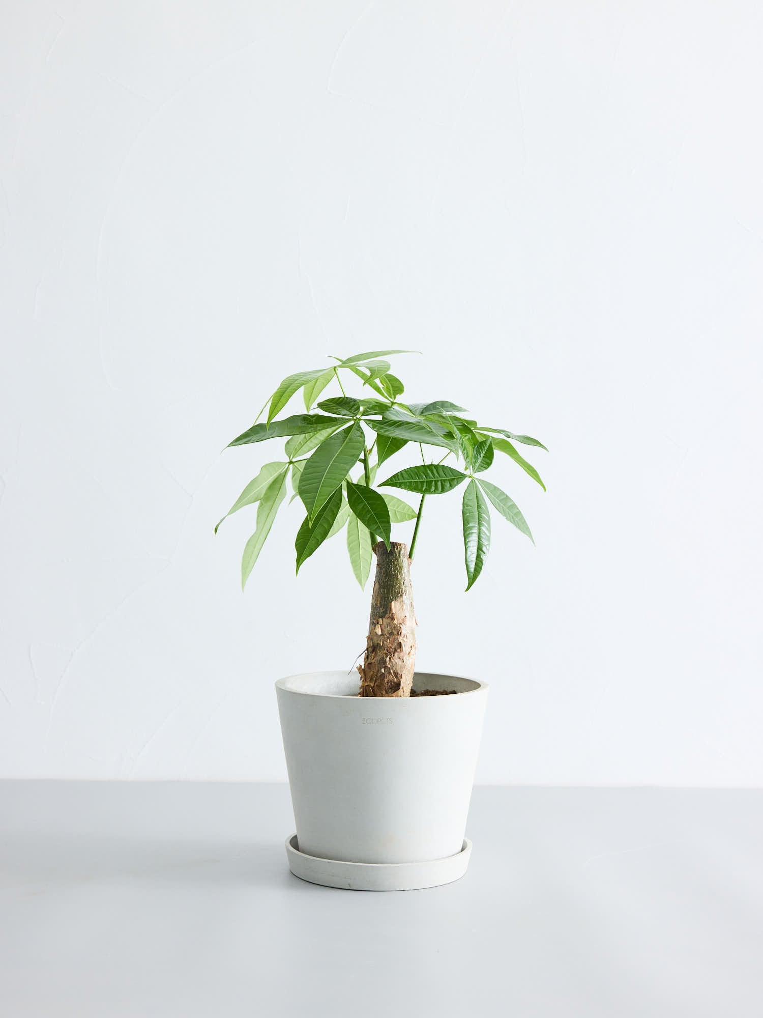 ぱきら（感謝） パキラ S | 観葉植物の通販 AND PLANTS (アンドプランツ)