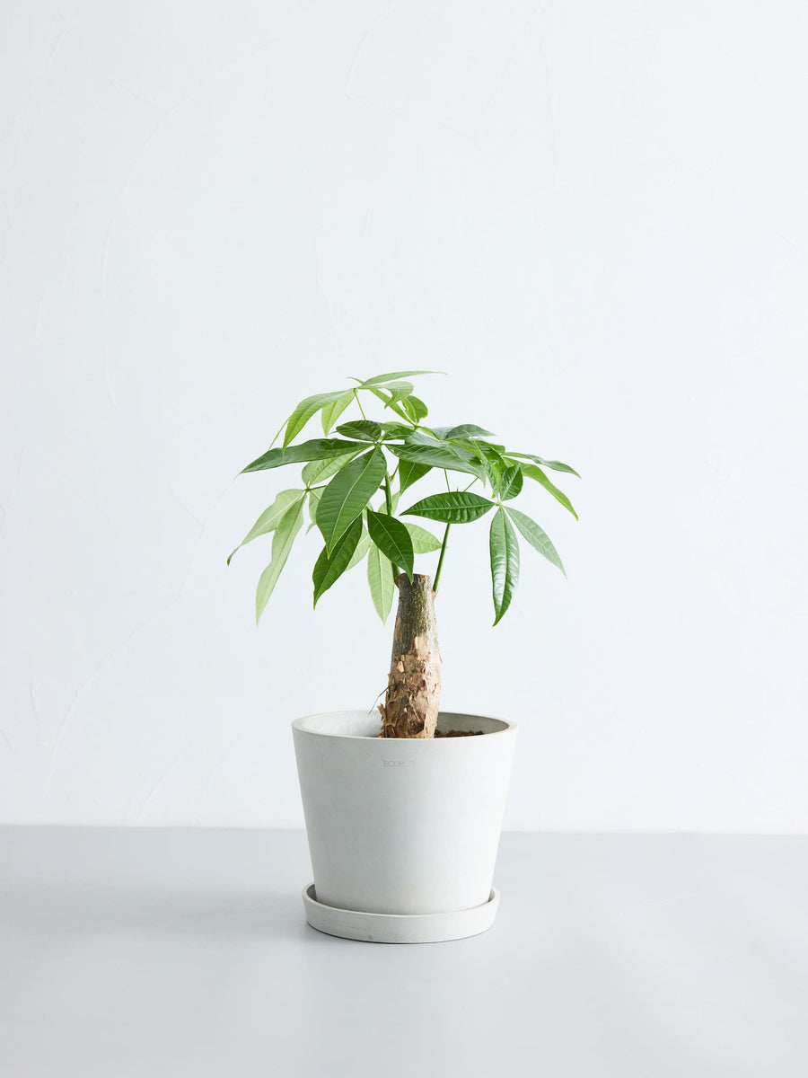 パキラ | 観葉植物の通販 AND PLANTS (アンドプランツ)