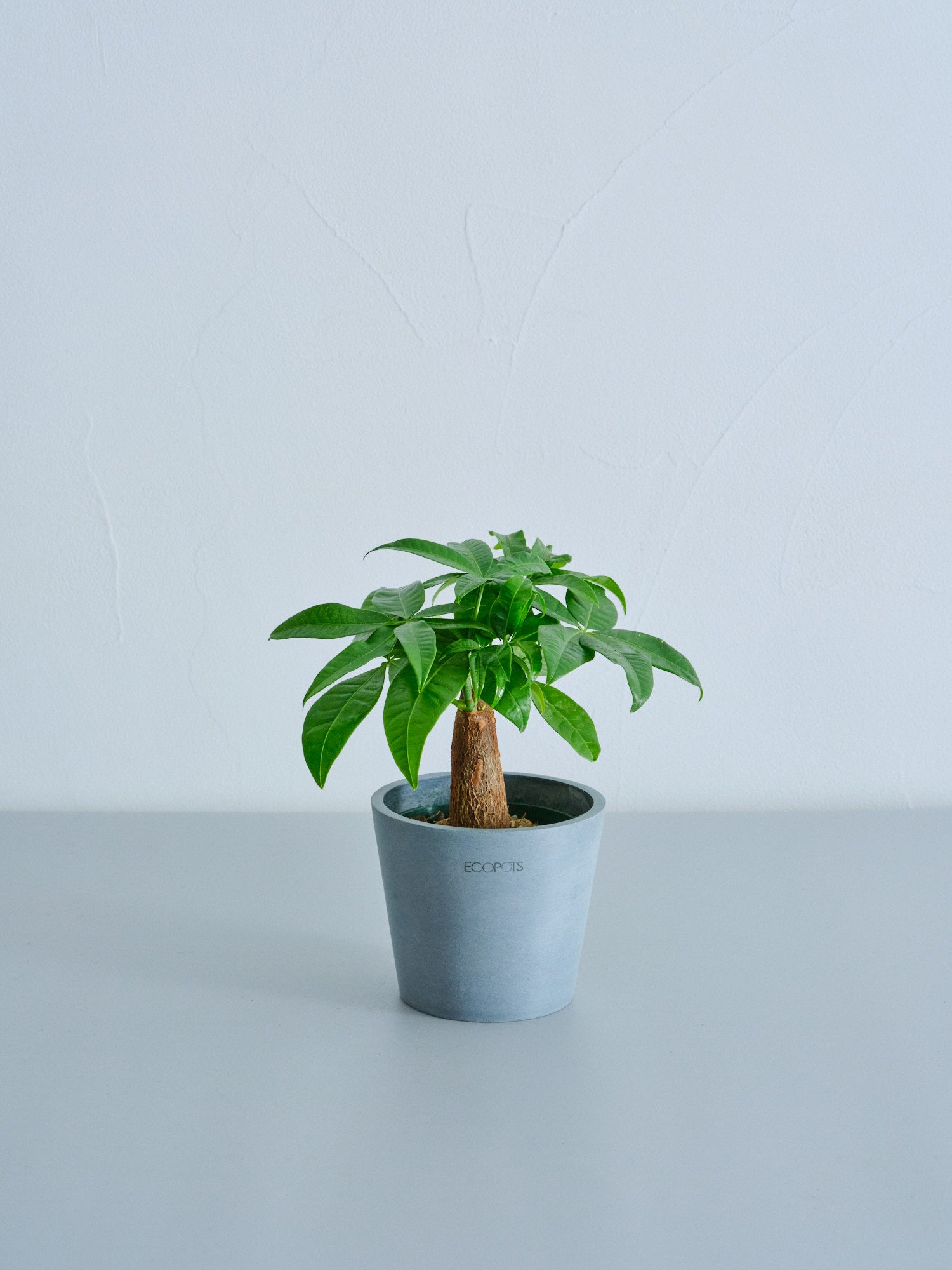 パキラ 4号 | 観葉植物の通販 AND PLANTS (アンドプランツ)