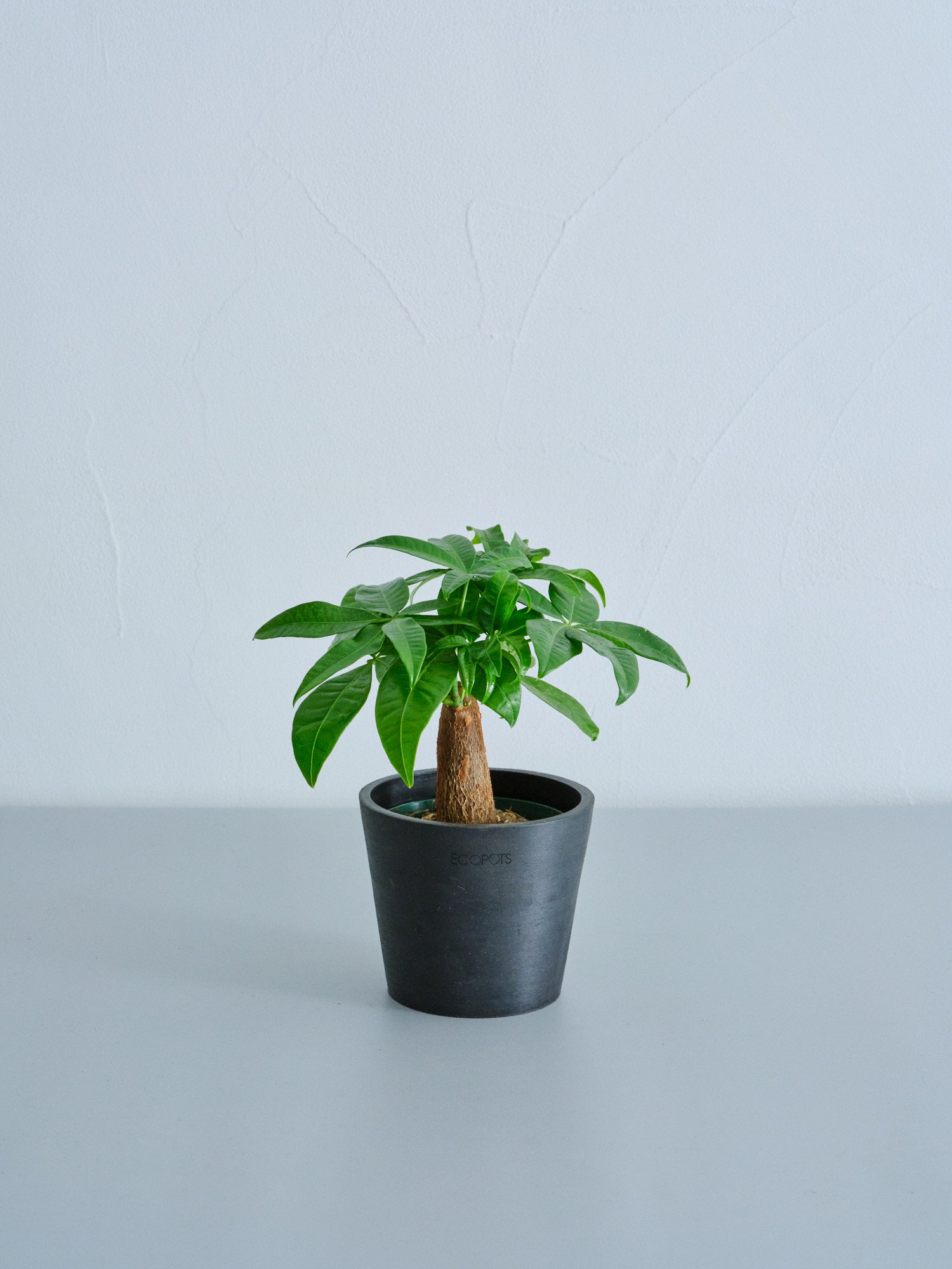 パキラ Table-S（ECOPOTS Amsterdam10）