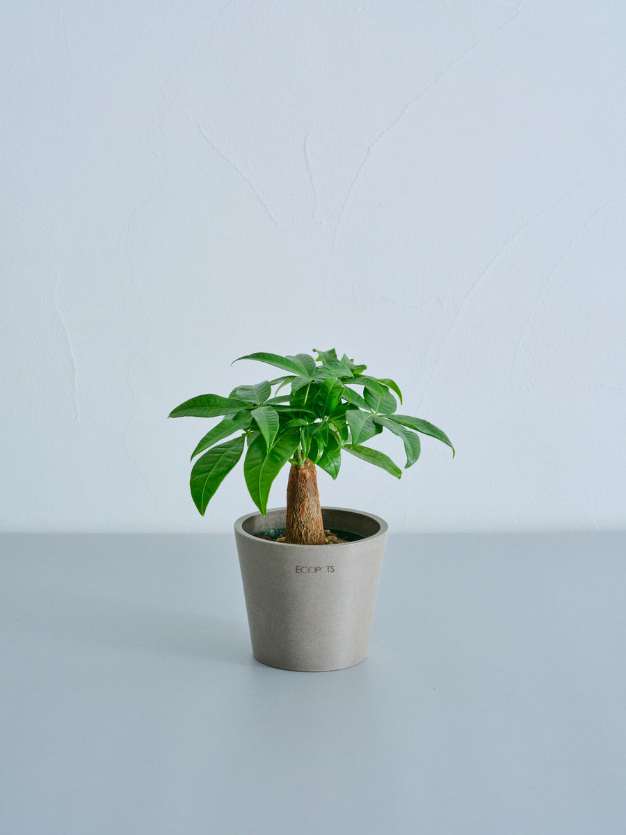 パキラ 3号 | 観葉植物の通販 AND PLANTS (アンドプランツ)
