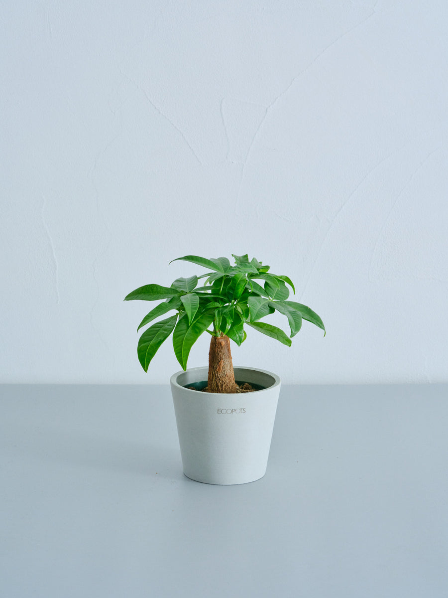 パキラ 3号 | 観葉植物の通販 AND PLANTS (アンドプランツ)