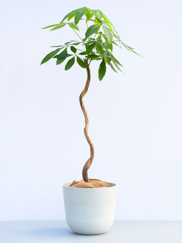 【一点もの】パキラ ウェーブ L #1