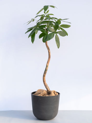 【一点もの】パキラ ウェーブ L #3