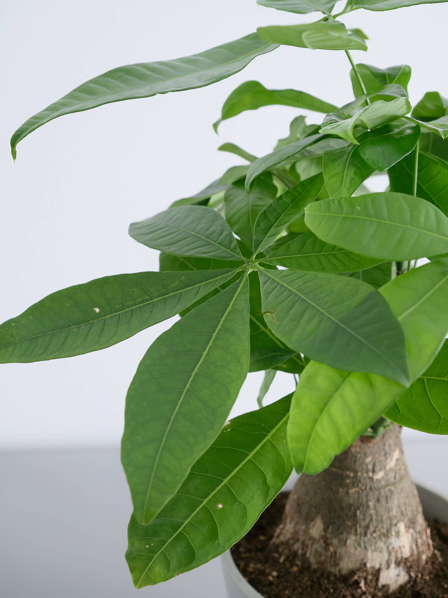 パキラ 極太 S | 観葉植物の通販 AND PLANTS (アンドプランツ)