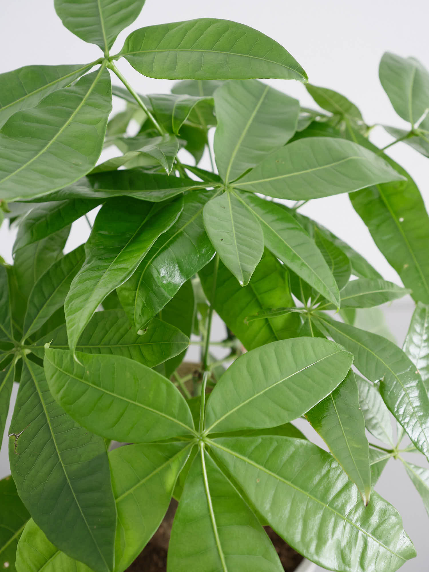【極太幹・存在感抜群】パキラ 観葉植物／特大サイズ 引き取り限定 極太幹・存在感抜群】パキラ 観葉植物／特大サイズ 引き取り限定