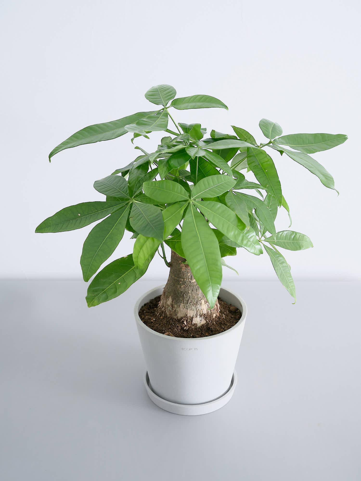 パキラ 極太 S | 観葉植物の通販 AND PLANTS (アンドプランツ)