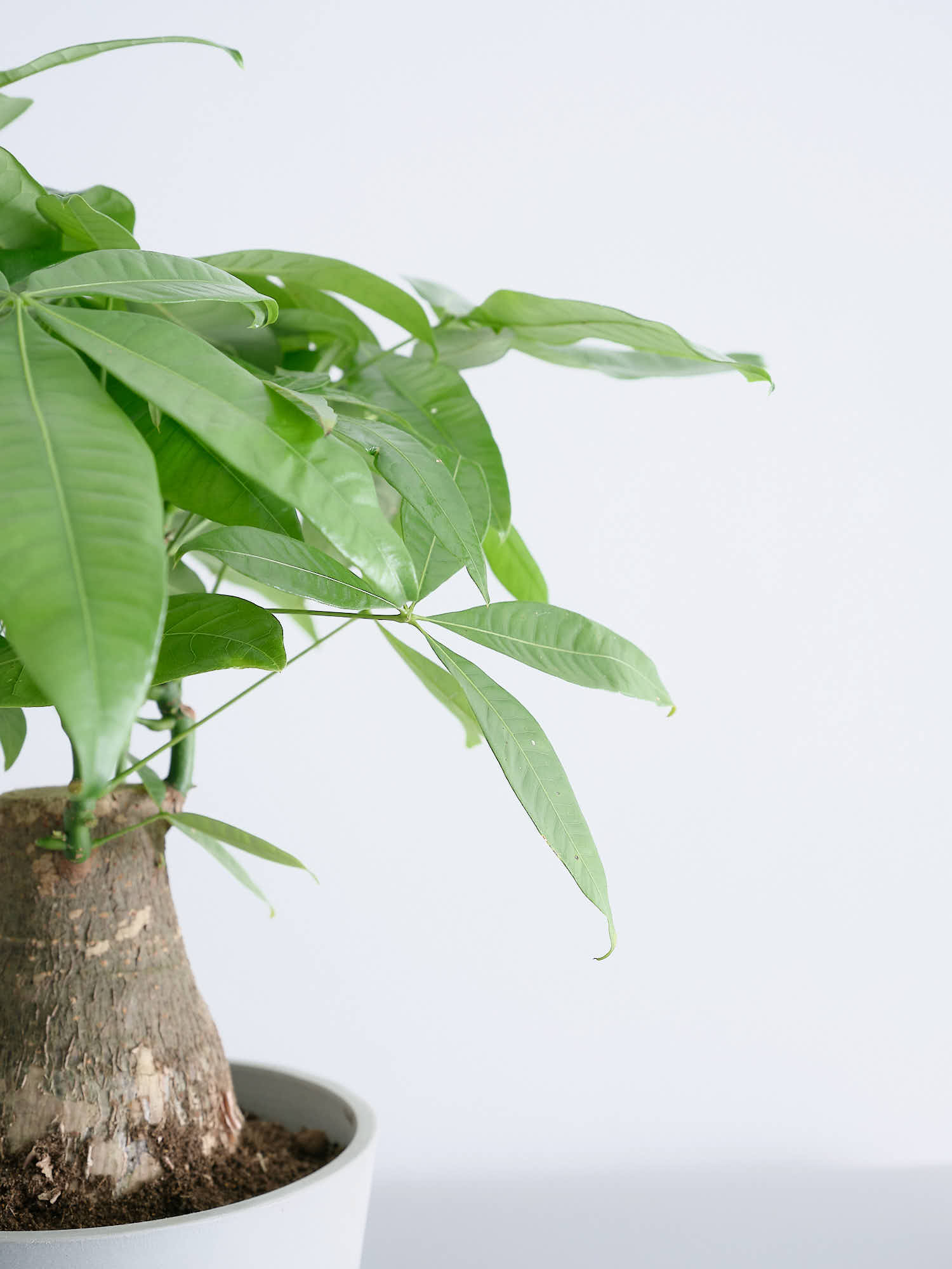 パキラ 極太 S | 観葉植物の通販 AND PLANTS (アンドプランツ)