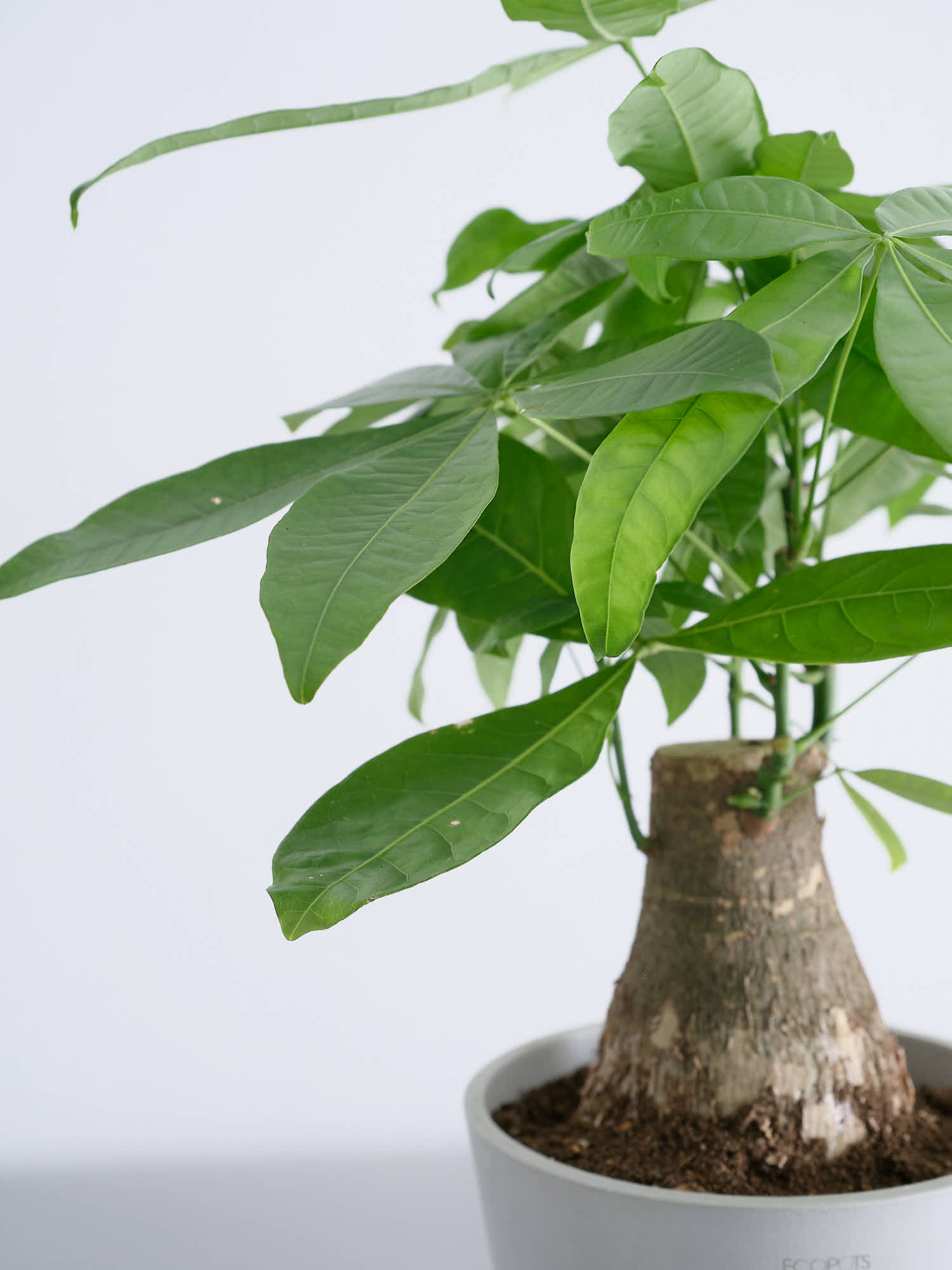 パキラ 極太 S | 観葉植物の通販 AND PLANTS (アンドプランツ)