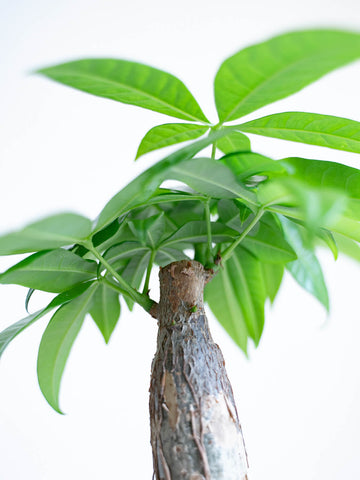 【母の日】パキラ Table-M + 椿屋珈琲3パック