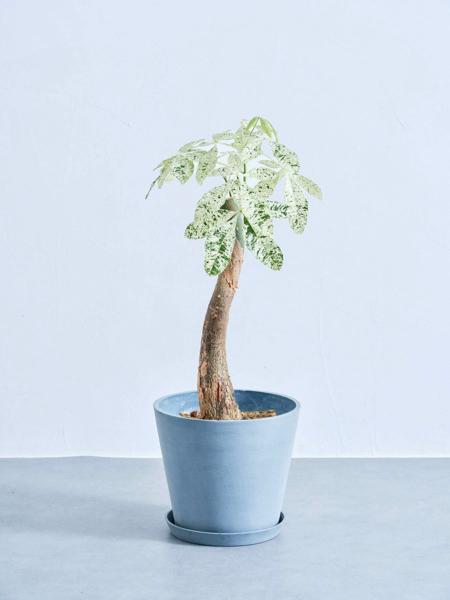 パキラ・ミルキーウェイ｜観葉植物の通販 AND PLANTS (アンドプランツ)