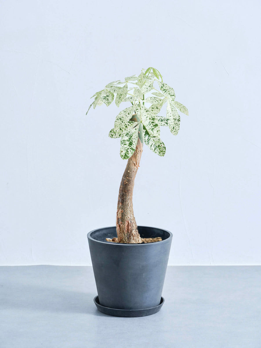 パキラ・ミルキーウェイ｜観葉植物の通販 AND PLANTS (アンドプランツ)