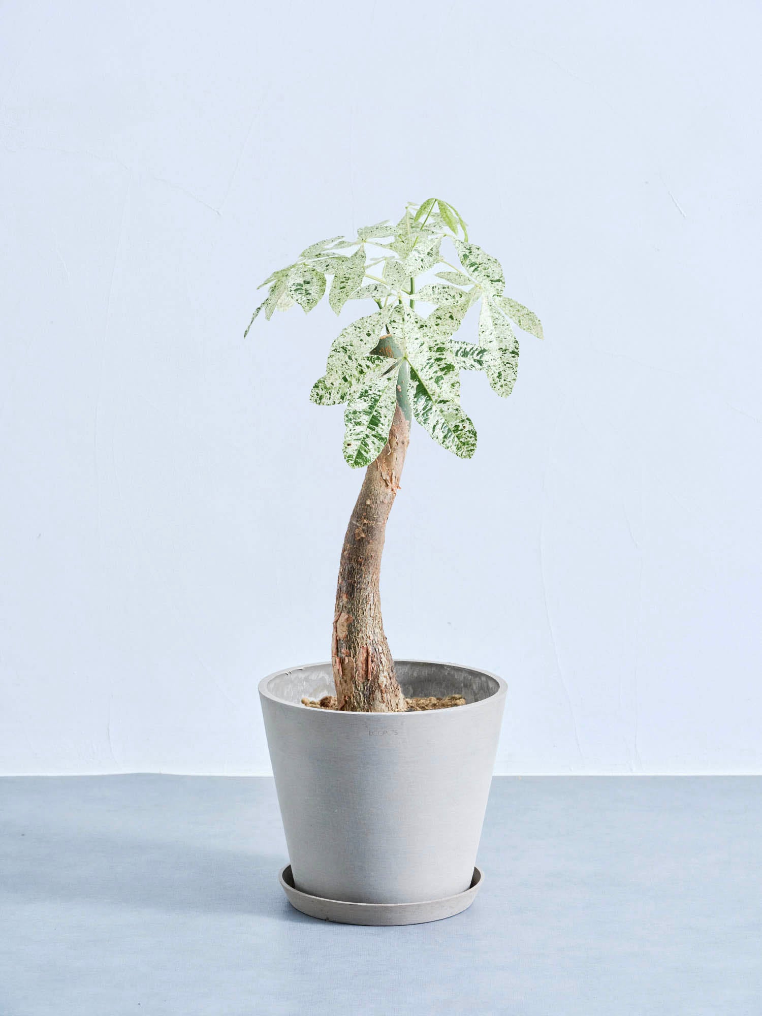 パキラ・ミルキーウェイ M | 観葉植物の通販 AND PLANTS (アンド