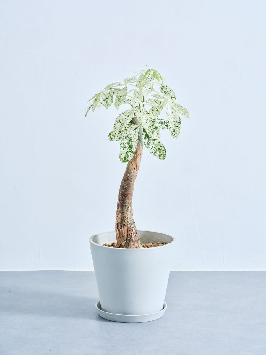 パキラ・ミルキーウェイ｜観葉植物の通販 AND PLANTS (アンドプランツ)