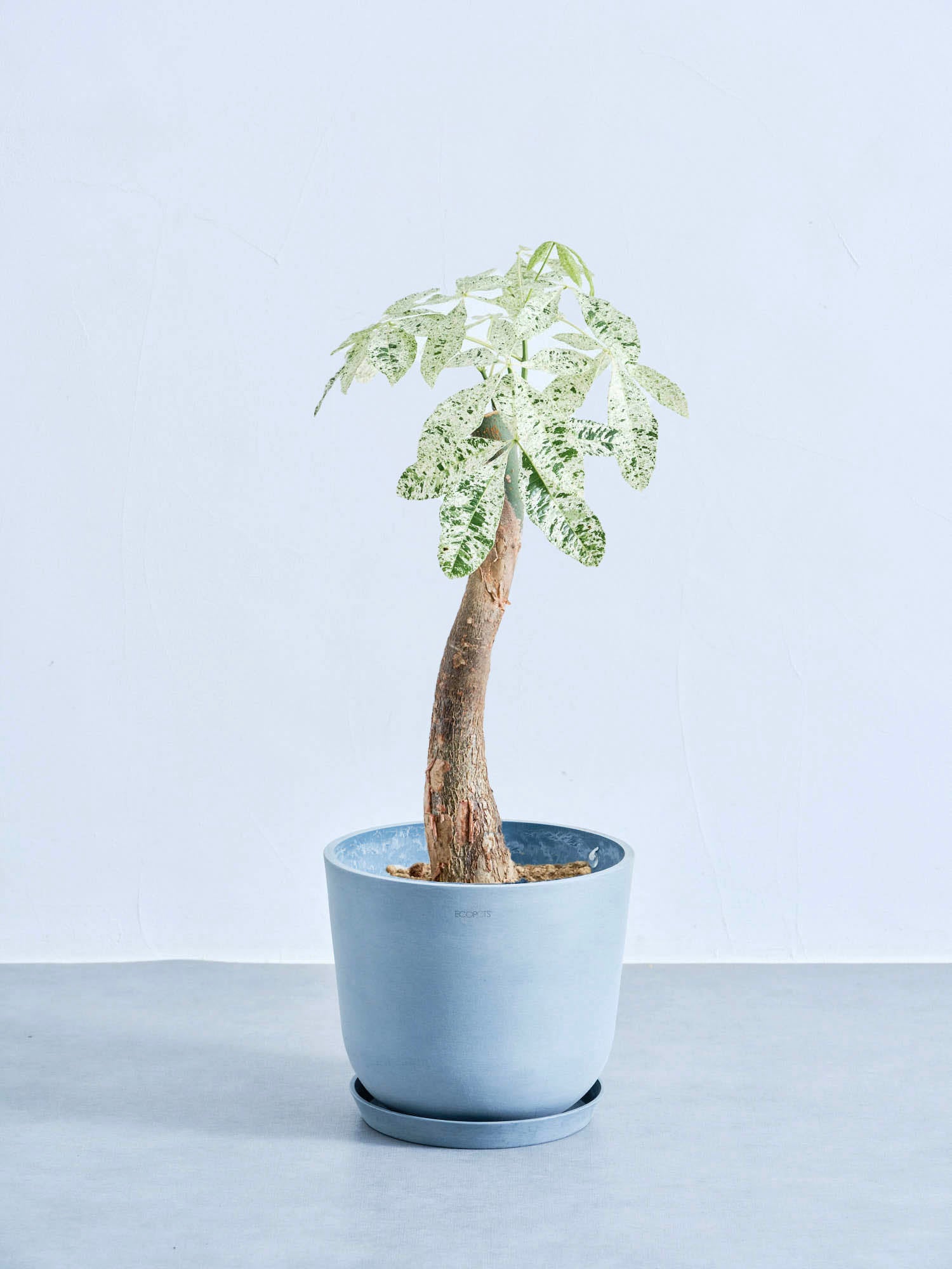 product-image_pachiramilkyway-