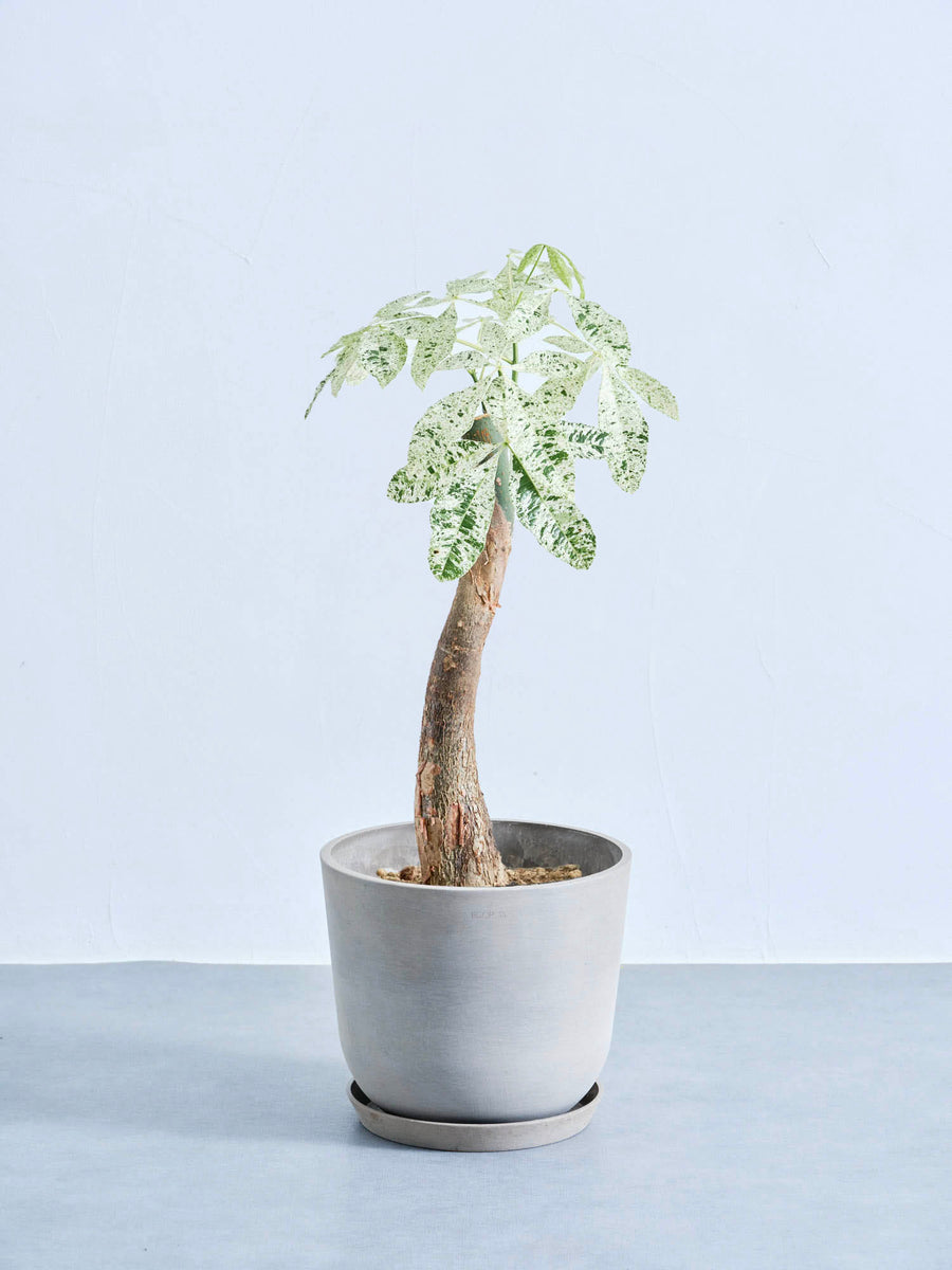 パキラ・ミルキーウェイ｜観葉植物の通販 AND PLANTS (アンドプランツ)