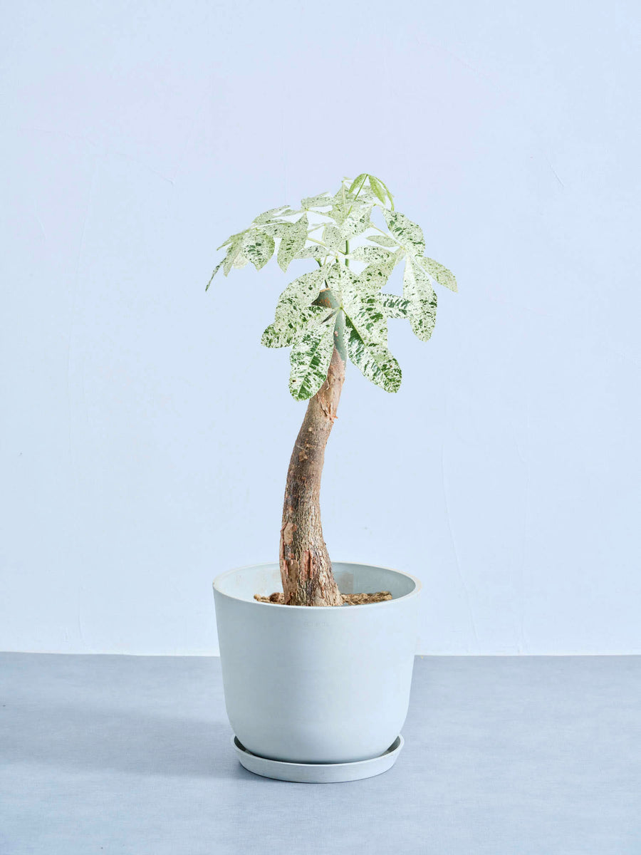 卓上サイズ　パキラ ミルキーウェイ 斑入り 観葉植物　白　優勢個体 パキラ・ミルキーウェイ｜観葉植物の通販 AND PLANTS (アンドプランツ)