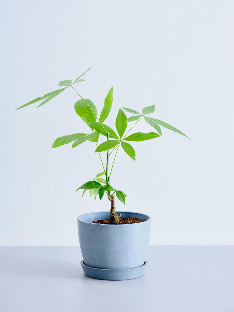 パキラ 5号 | 観葉植物の通販 AND PLANTS (アンドプランツ)