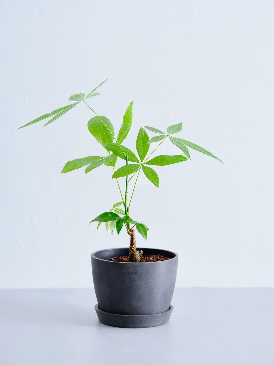 パキラ 5号 | 観葉植物の通販 AND PLANTS (アンドプランツ)