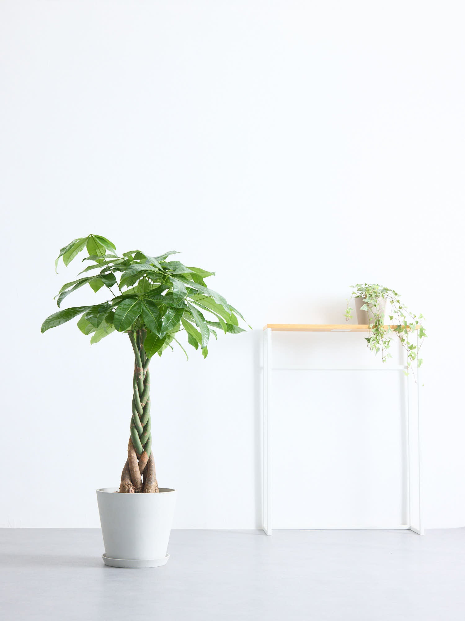 パキラ ねじり M | 観葉植物の通販 AND PLANTS (アンドプランツ)