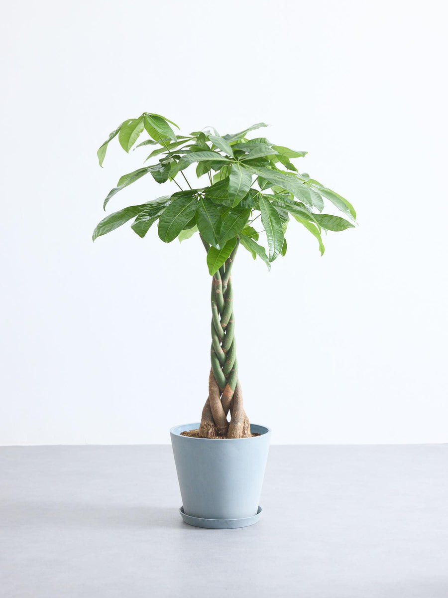 パキラ 8号 | 観葉植物の通販 AND PLANTS (アンドプランツ)