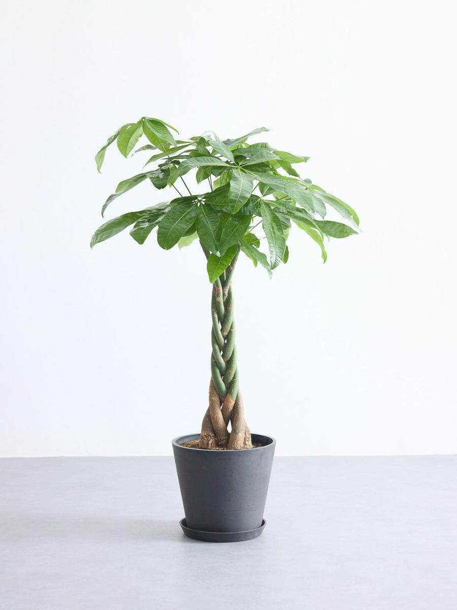 パキラ 8号 | 観葉植物の通販 AND PLANTS (アンドプランツ)