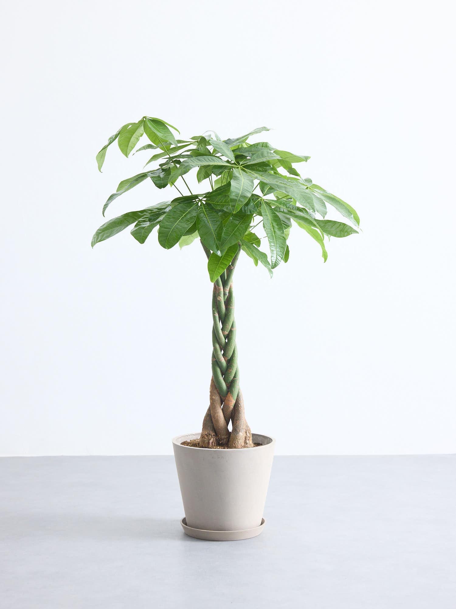 パキラ　幹はねじねじ　１４０センチ(＾＾) パキラ ねじり M | 観葉植物の通販 AND PLANTS (アンドプランツ)