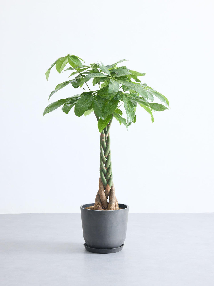 ⑬　パキラ　編み　8号特大苗木最高等級極上品‼️ パキラ 8号 | 観葉植物の通販 AND PLANTS (アンドプランツ)