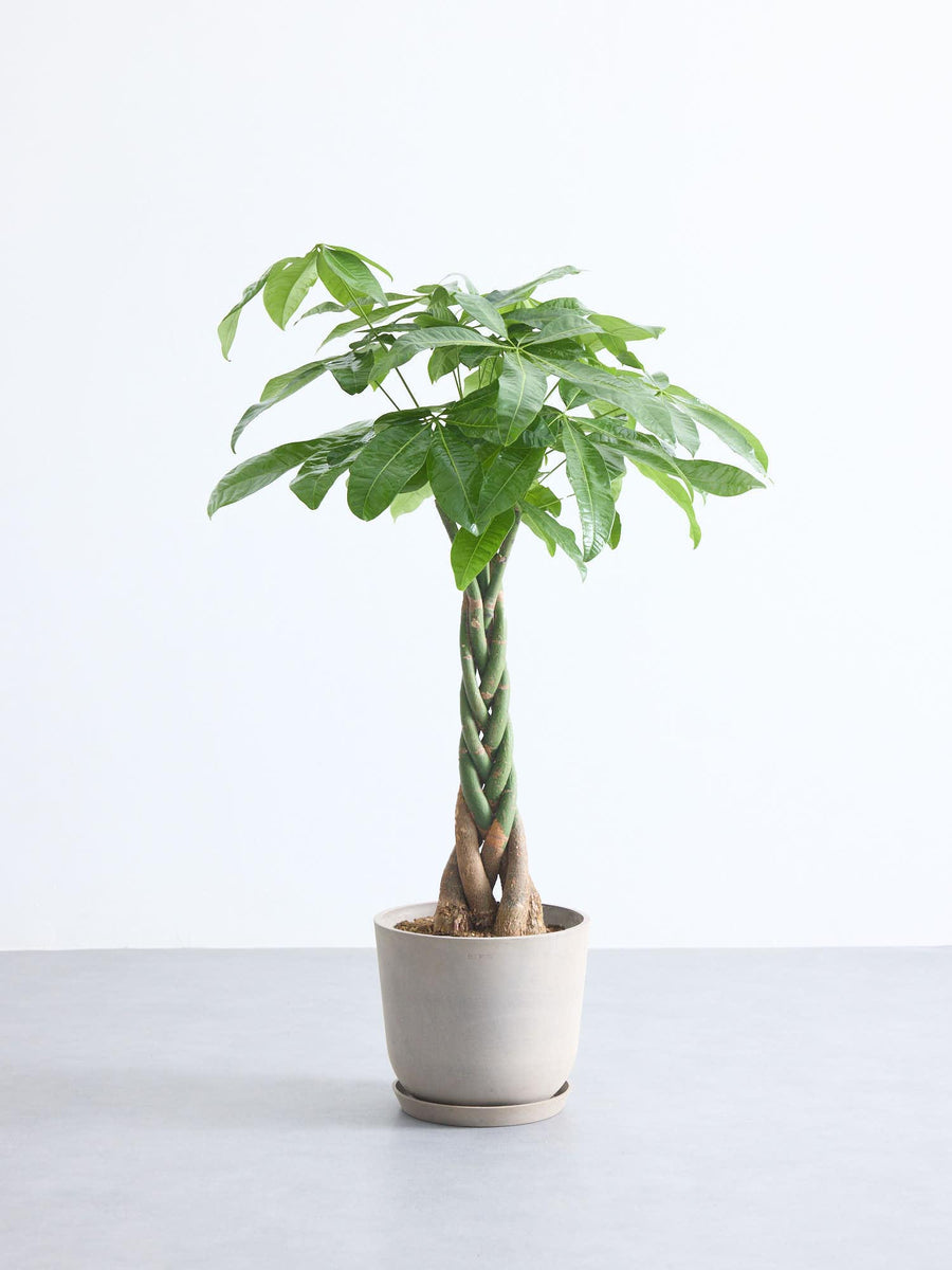 観葉植物 ねじり | 観葉植物の通販 AND PLANTS (アンドプランツ)