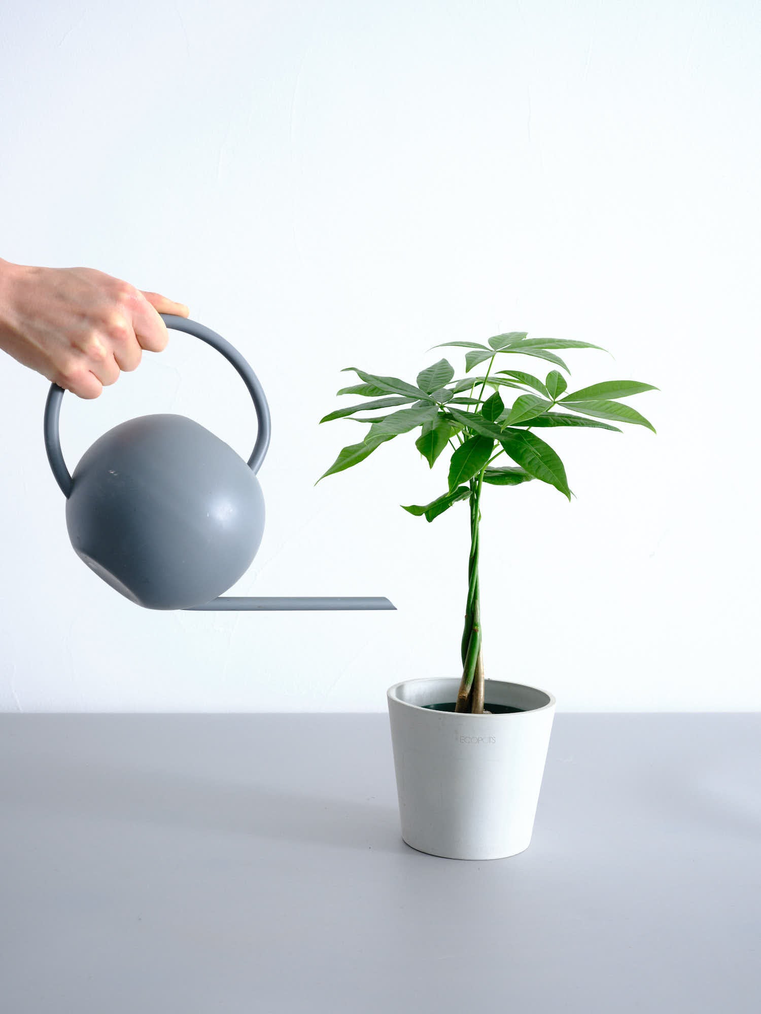 パキラ ねじり Table-M | 観葉植物の通販 AND PLANTS (アンドプランツ)