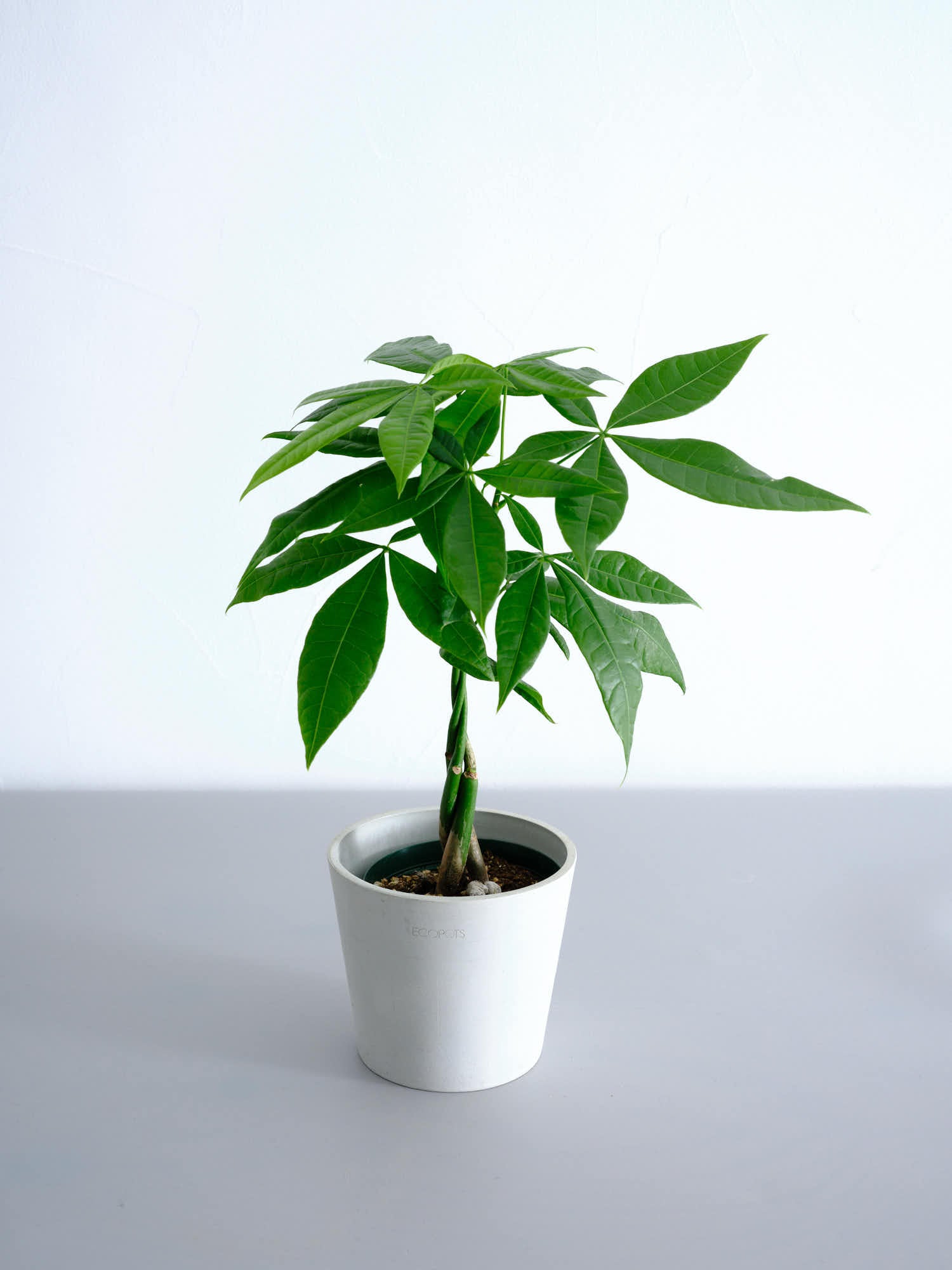 パキラ ねじり Table-M | 観葉植物の通販 AND PLANTS (アンドプランツ)