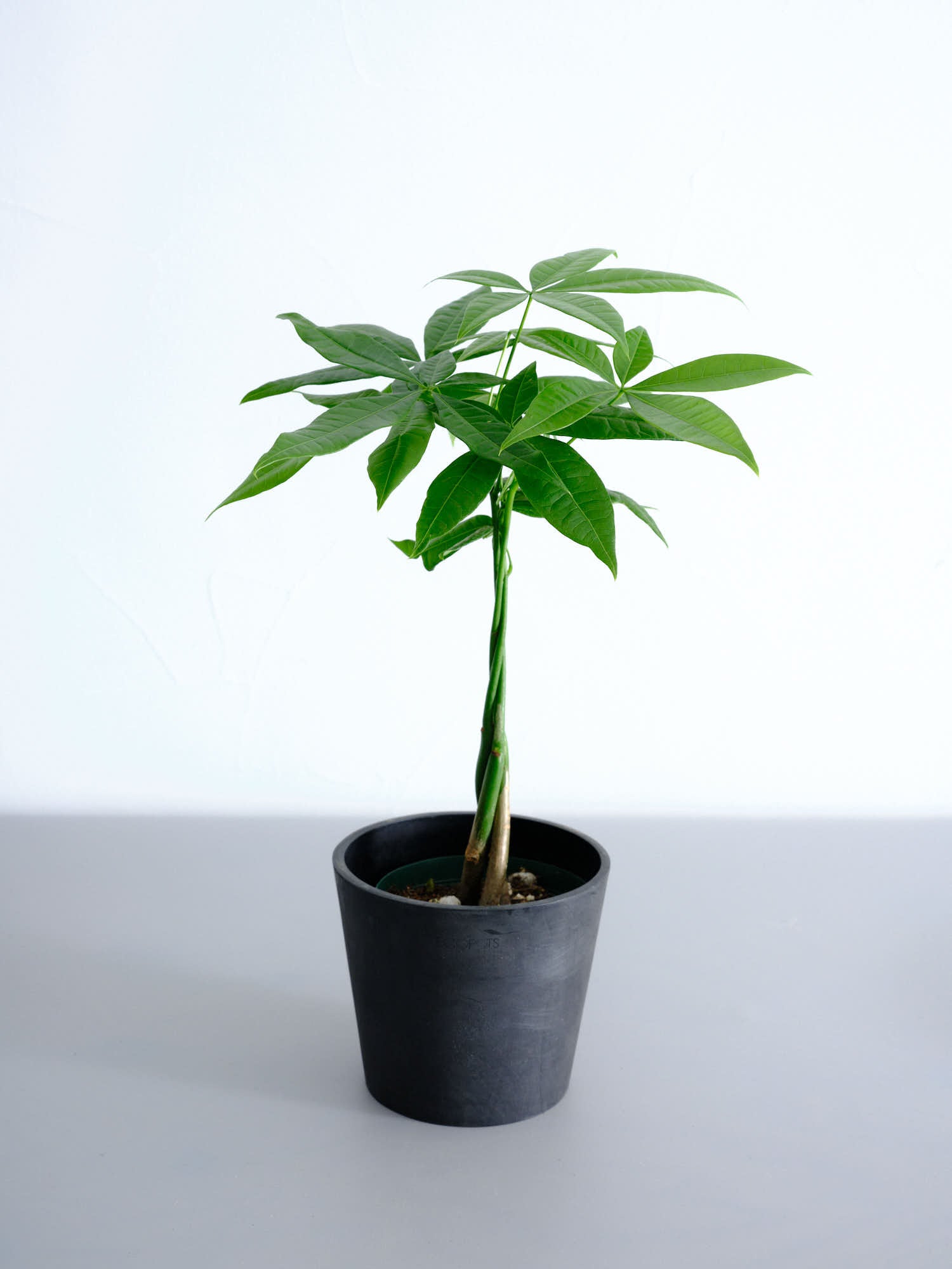 パキラ　ねじり　9【現品】観葉植物　室内　大型 パキラ ねじり 9【現品】観葉植物 室内 大型
