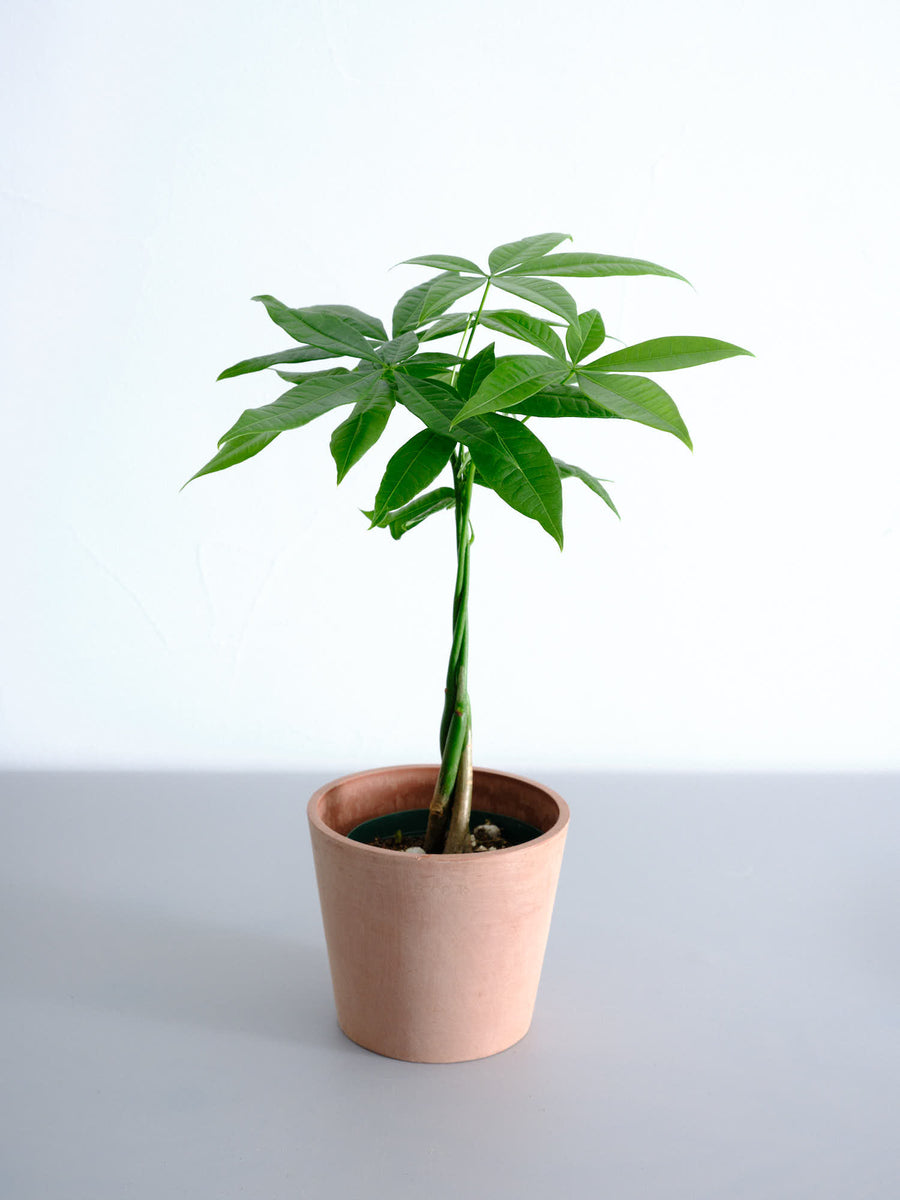 観葉植物 ねじり | 観葉植物の通販 AND PLANTS (アンドプランツ)