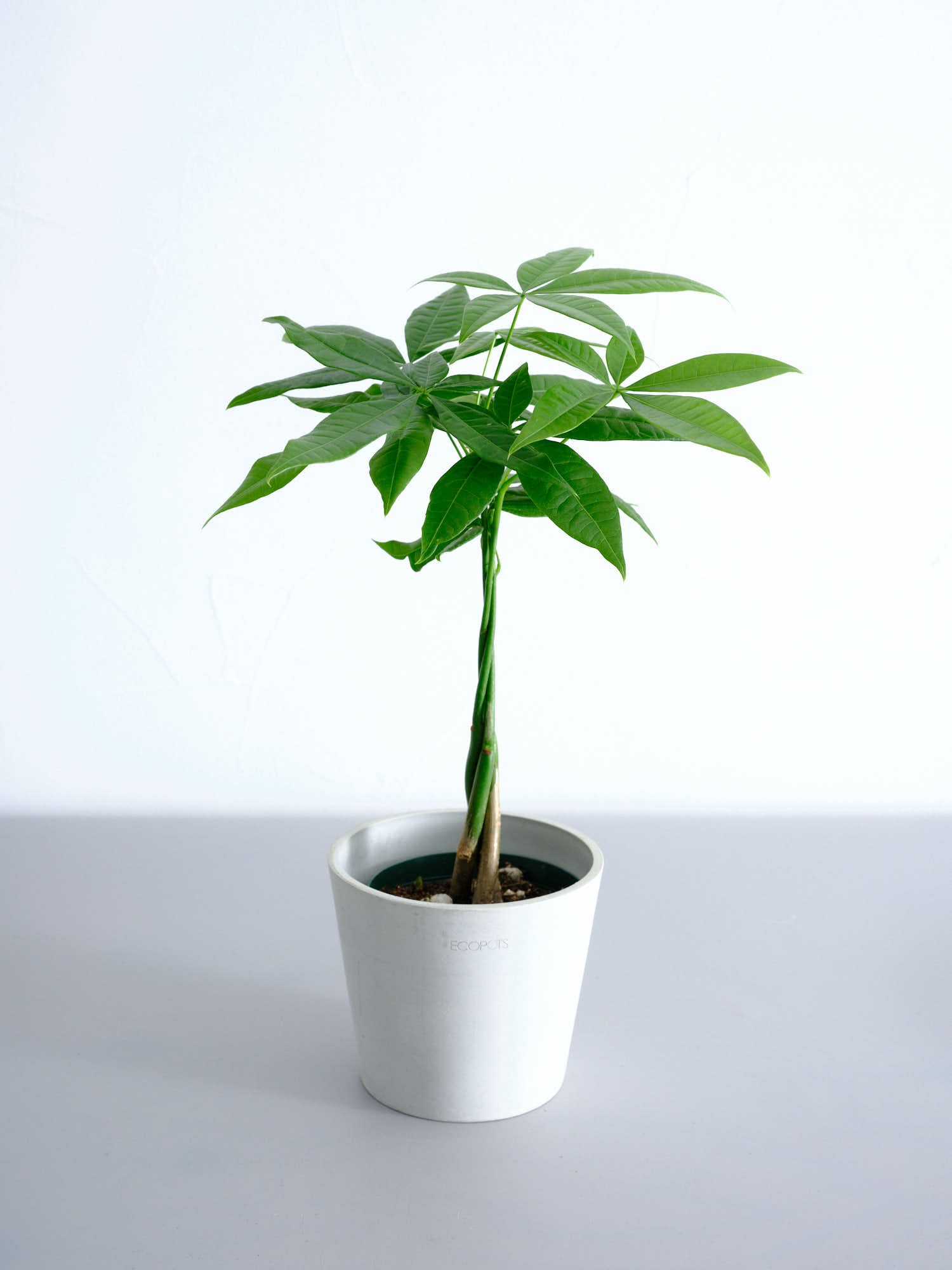 値下●引取り限定●大型　パキラ 180cm ねじりパキラ 観葉植物 植木 庭木 パキラ 180cm - フェイクグリーン専用通販サイト – フェイクグリーン