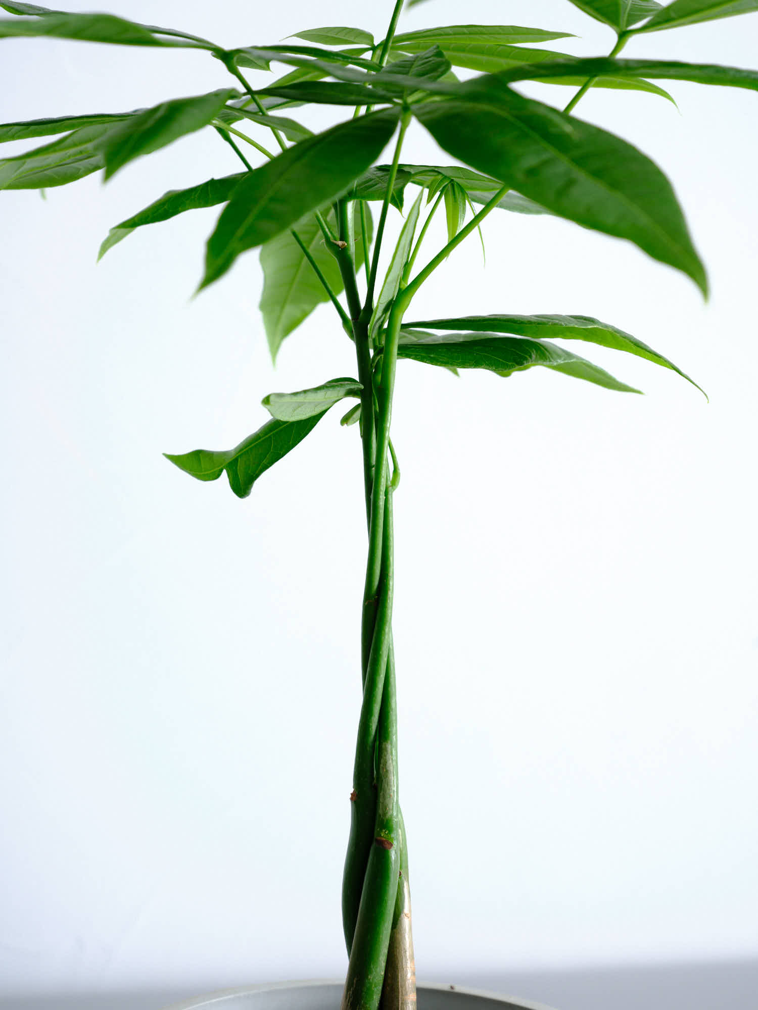 パキラ ねじり Table-M | 観葉植物の通販 AND PLANTS (アンドプランツ)
