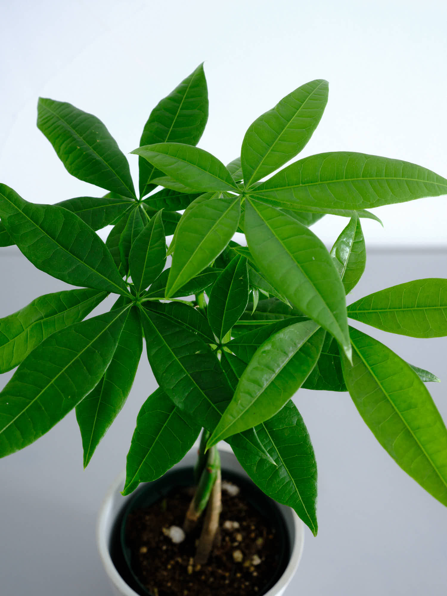 パキラ ねじり Table-M | 観葉植物の通販 AND PLANTS (アンド