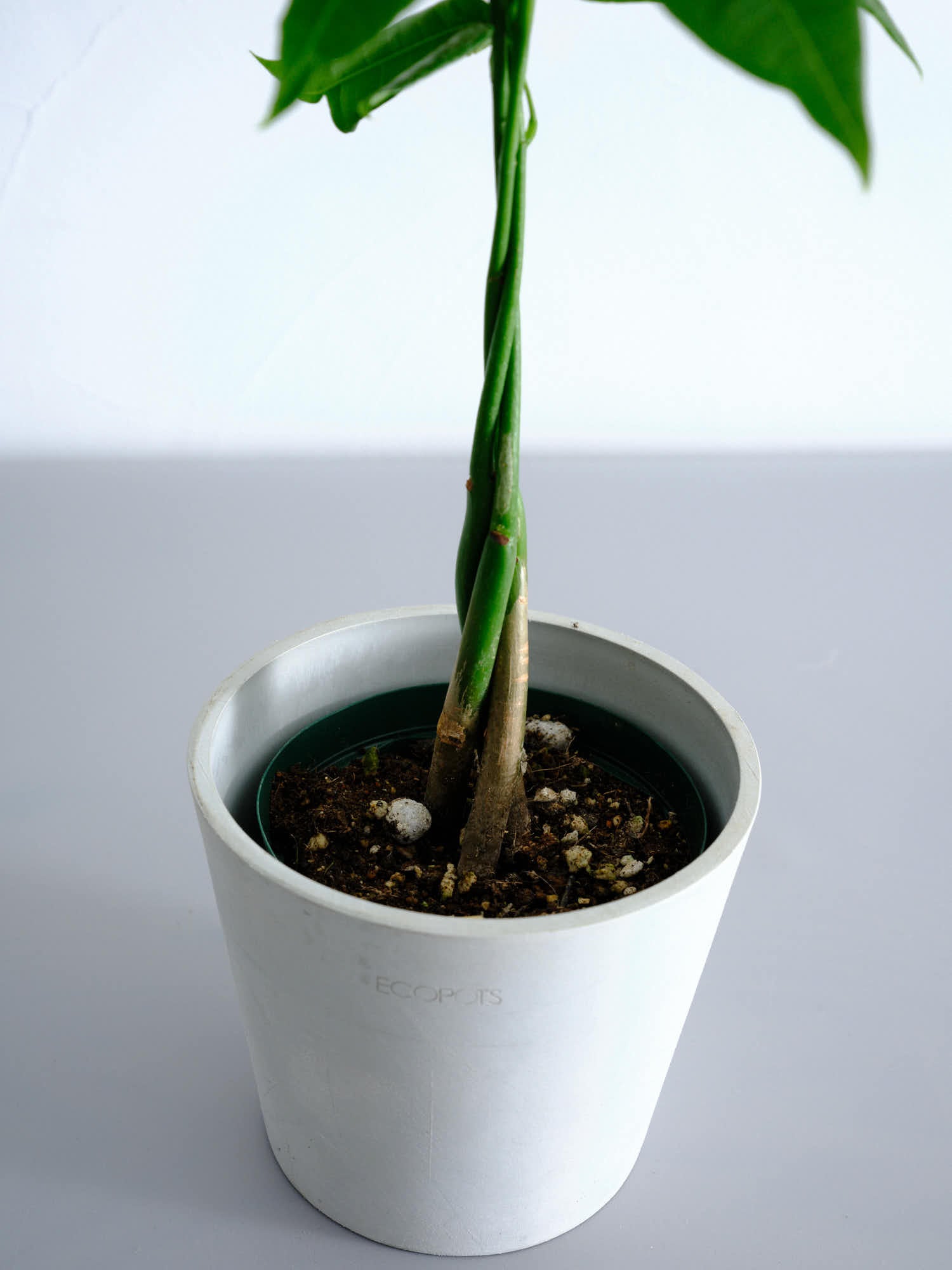 パキラ ねじり Table-M | 観葉植物の通販 AND PLANTS (アンドプランツ)