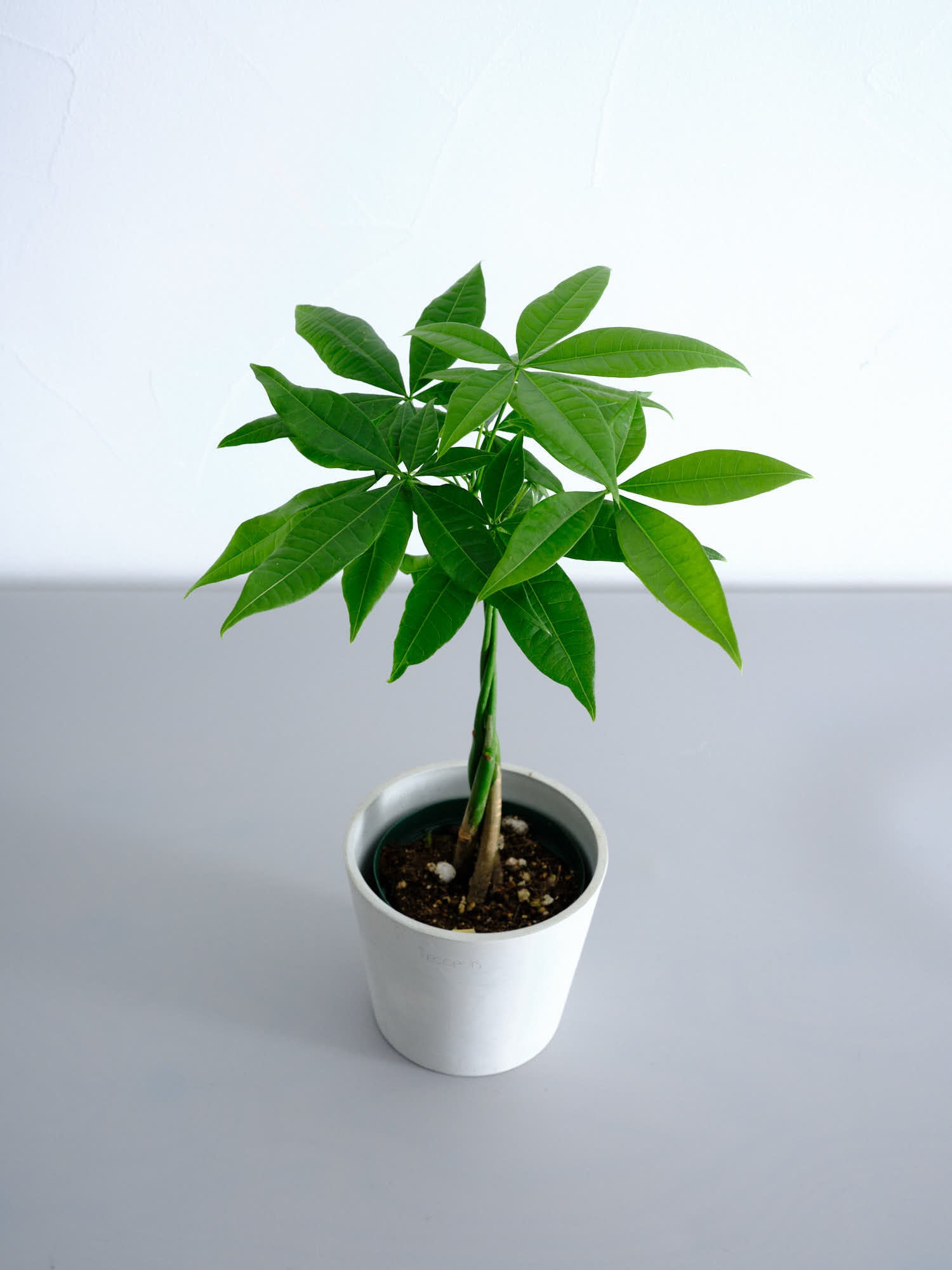 パキラ ねじり Table-M | 観葉植物の通販 AND PLANTS (アンドプランツ)
