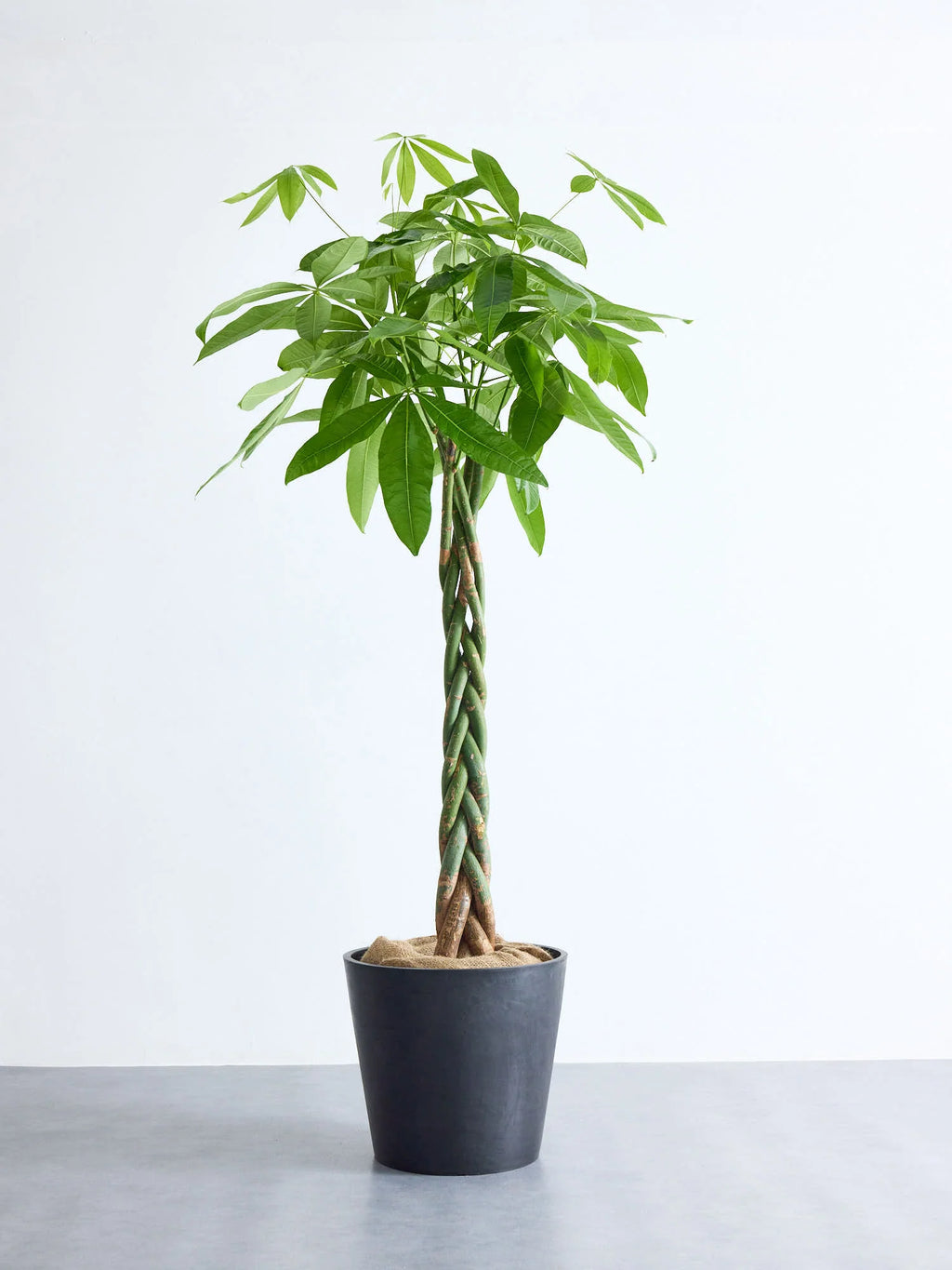 パキラ 観葉植物 斑入り 極上品 二股の二股 同梱割引有 【公式通販】 パキラ 観葉植物 斑入り 極上品 二股の二股 同梱割引有 【公式通販】
