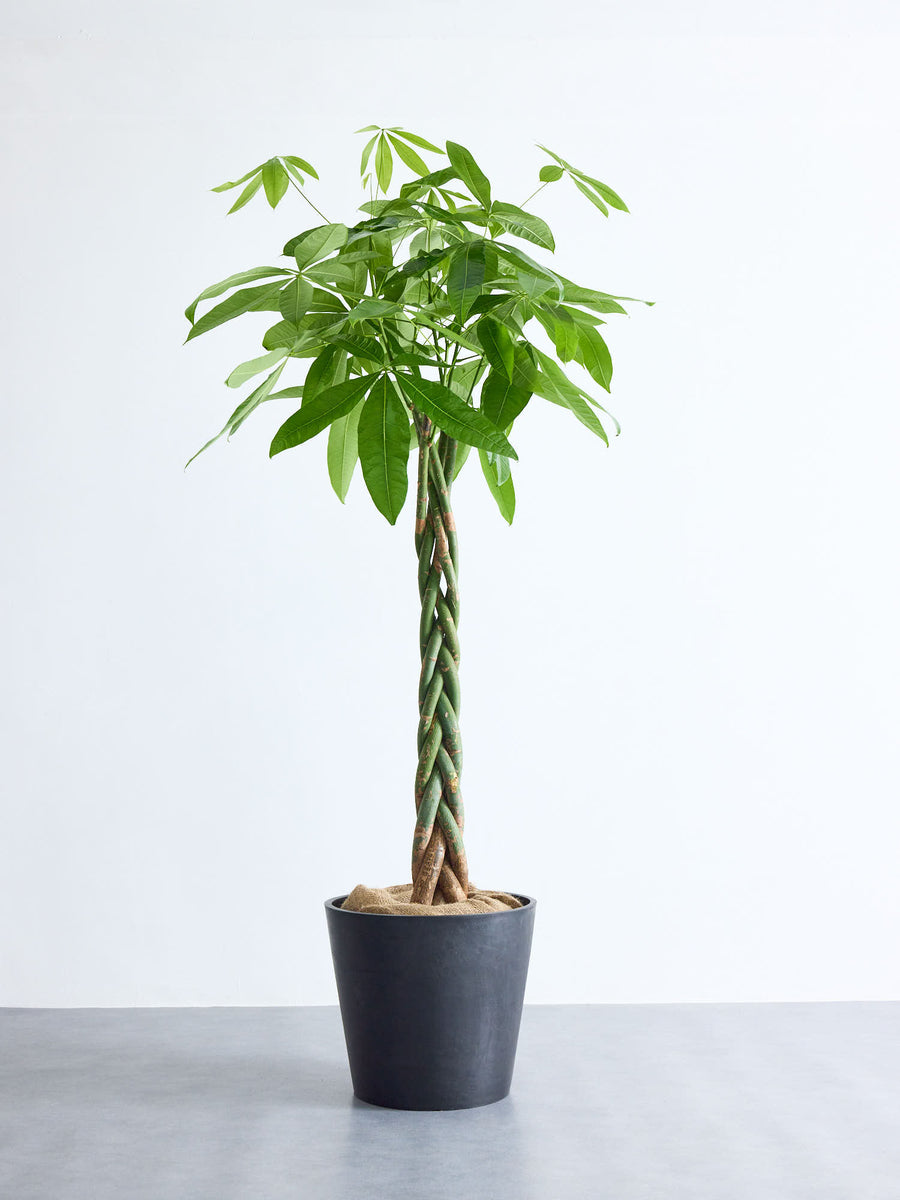 パキラ 13号 | 観葉植物の通販 AND PLANTS (アンドプランツ)